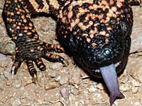 Gila monster image