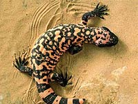 Gila monster in the sand