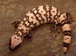 Gila monster wallpaper