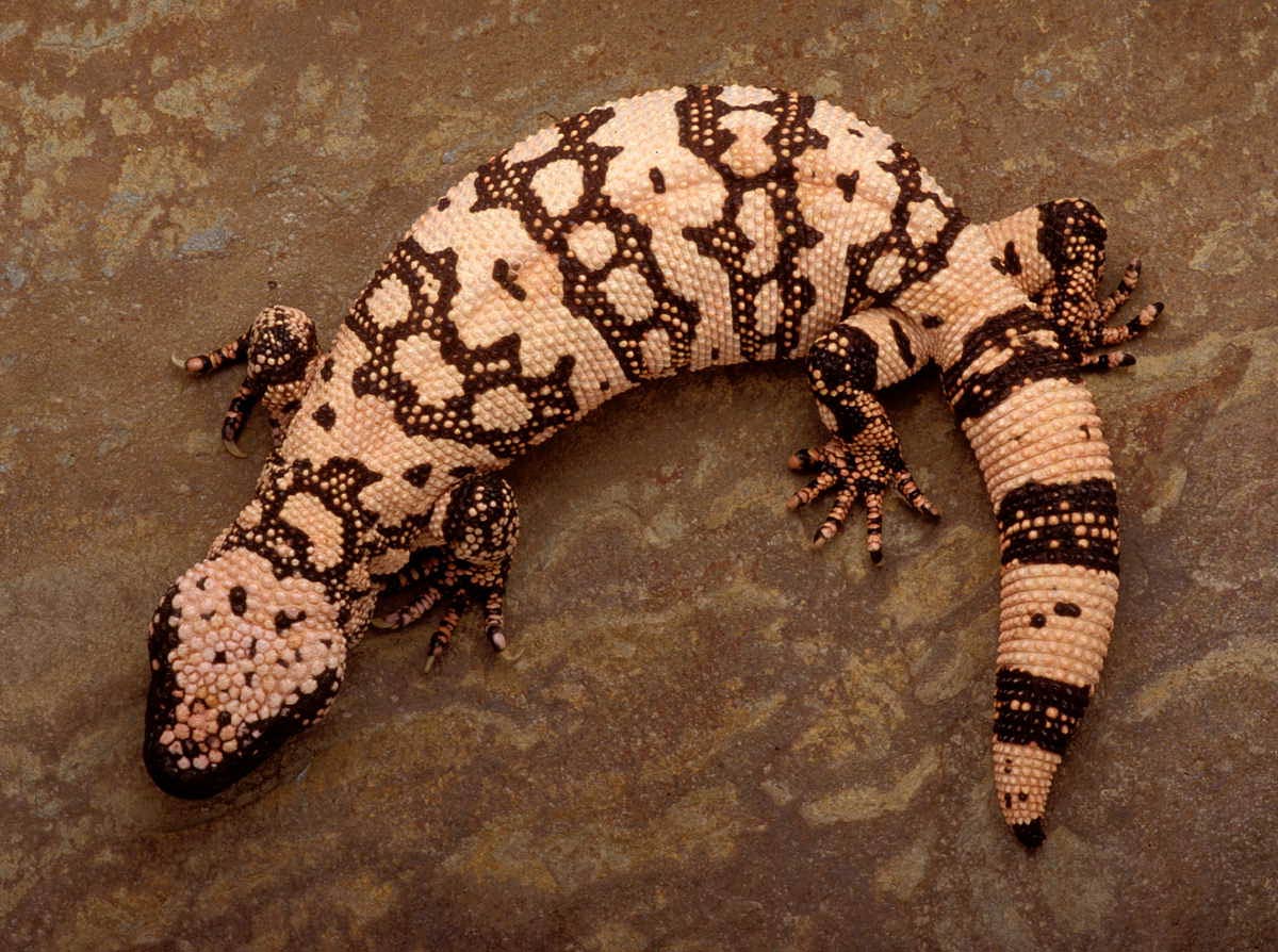 free Gila monster wallpaper wallpapers download