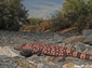 Gila monster wallpaper