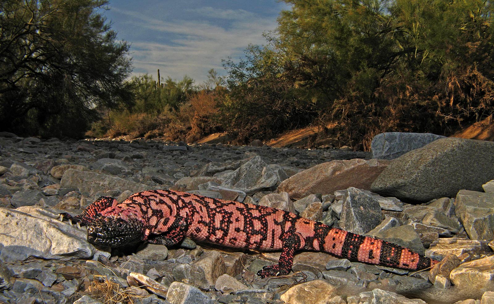 free Gila monster wallpaper wallpapers download