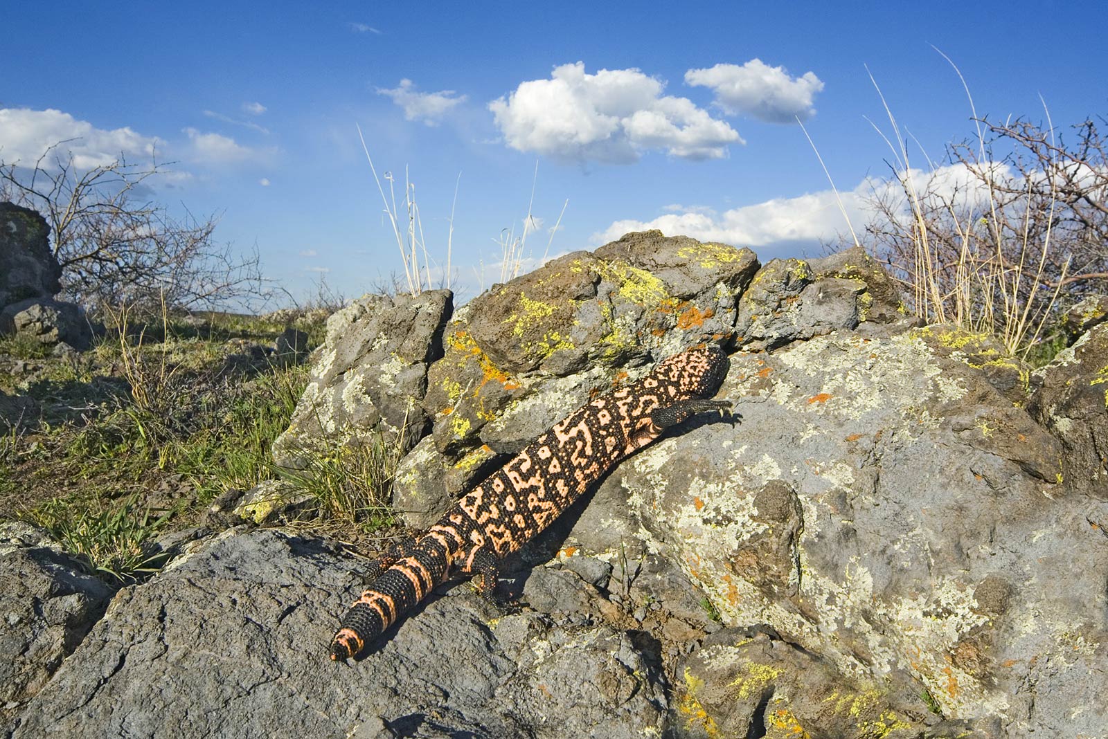 free Gila monster wallpaper wallpapers download