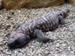 free gila monster wallpaper