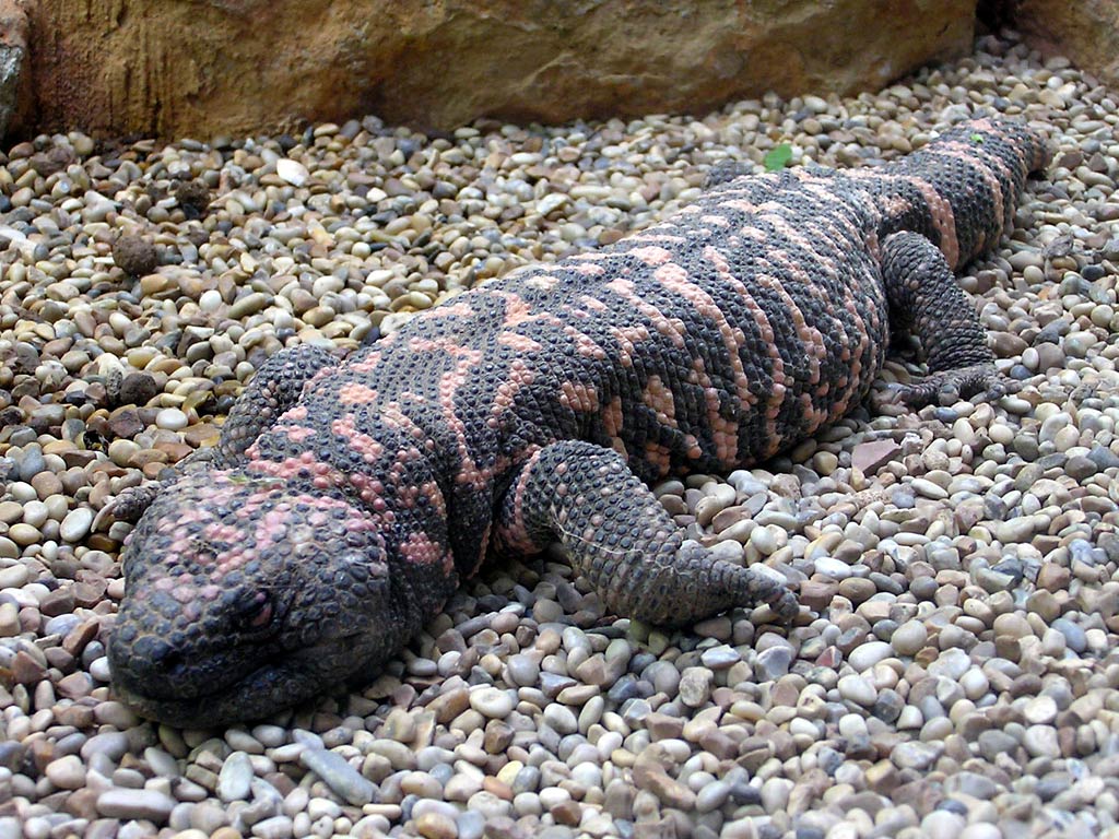 free Gila monster wallpaper wallpapers and background