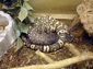 gila monster picture