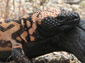 gila monster wallpaper