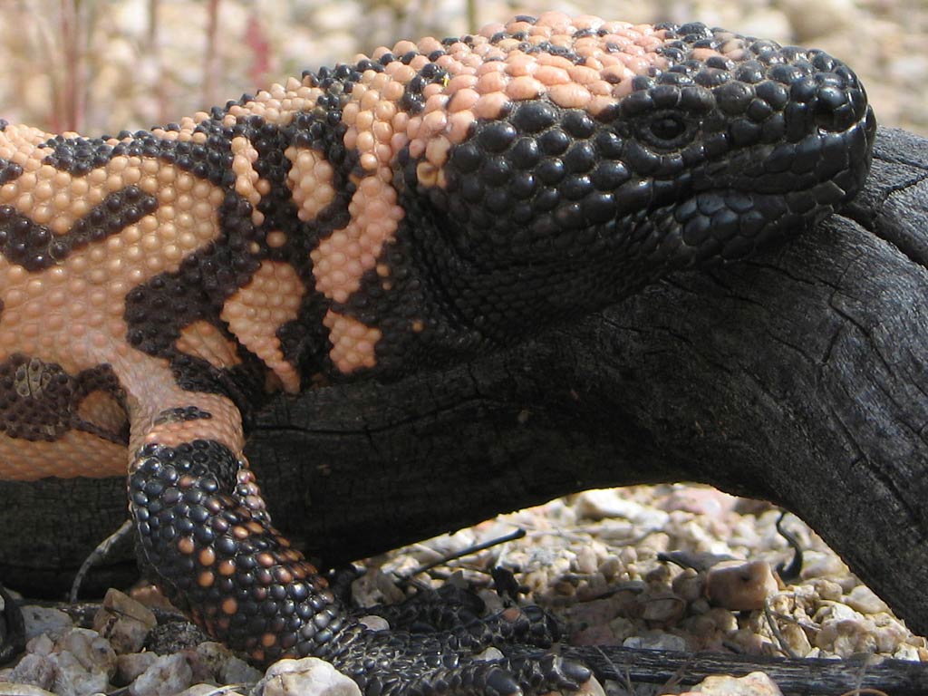 free Gila monster desktop wallpaper wallpapers Desktop and Mobile