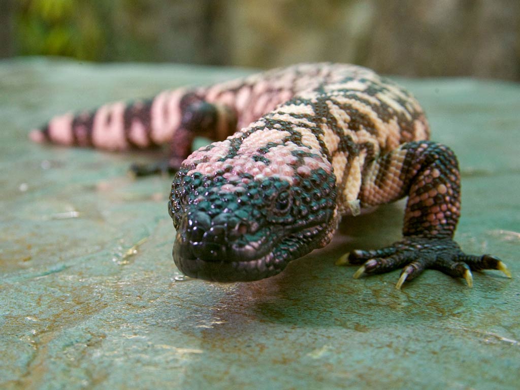 free Gila monster wallpaper wallpapers picture
