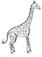 giraffe color page