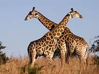 Giraffe picture