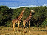 Giraffe image