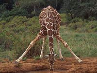 Giraffe image