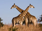 Giraffe wallpaper