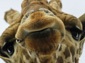 giraffe wallpaper