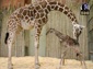 Giraffe wallpaper