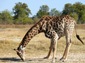 free giraffe wallpapers