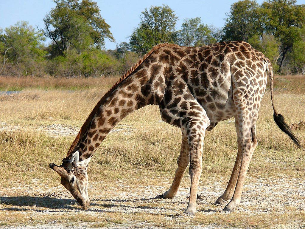 free Giraffe wallpaper wallpapers and background
