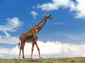 Giraffe wallpaper