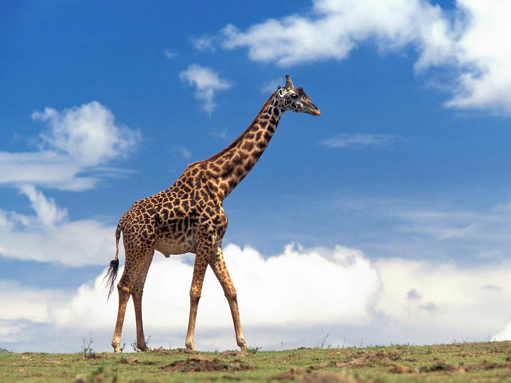 free Giraffe wallpaper wallpapers download