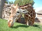 Giraffe wallpaper