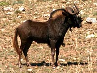 Gnu image