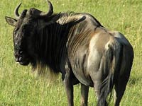 Gnu image