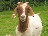 Goat image