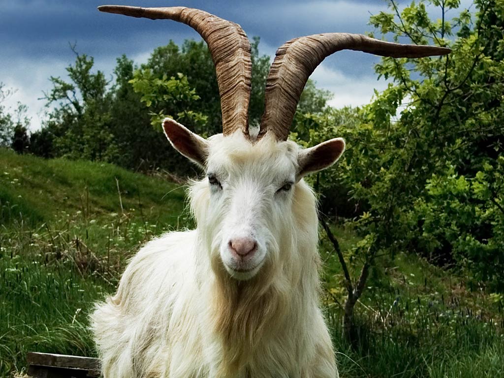 free Goat wallpaper wallpapers download