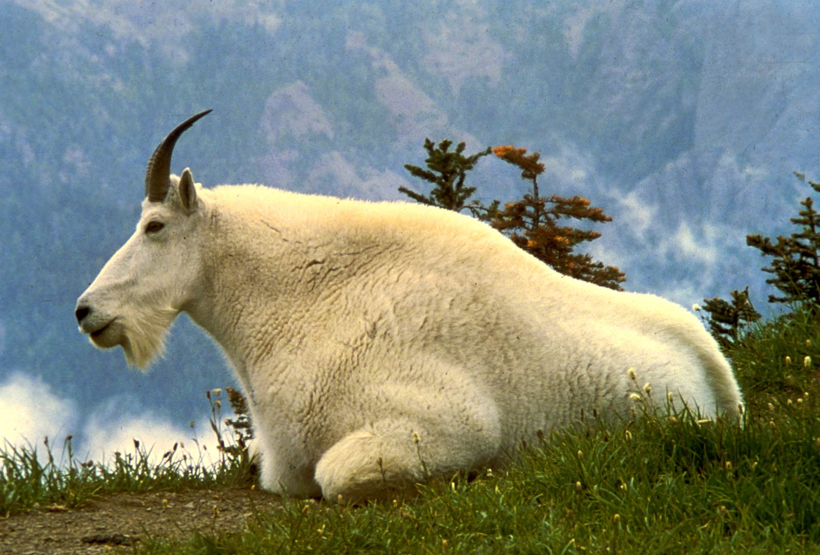 free Goat wallpaper wallpapers download