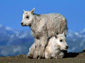 goat desktop wallpaper