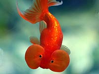 Goldfish image