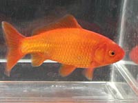 Goldfish picture