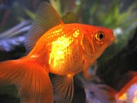 Goldfish image