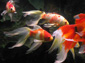 goldfish wallpaper