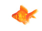 Goldfish wallpaper
