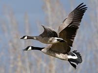 Goose image