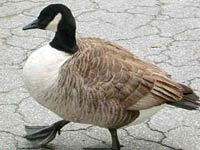 Goose picture