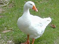 Goose image