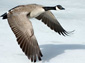 goose wallpaper