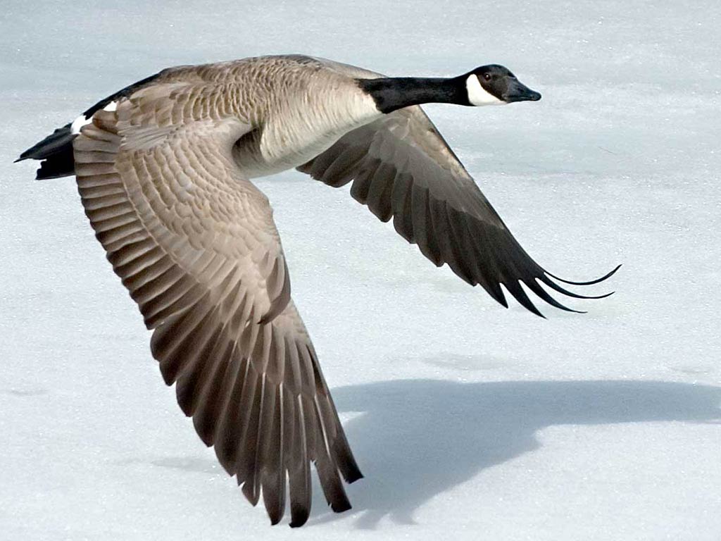 free Goose wallpaper wallpapers download