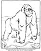 Gorilla coloring page