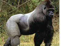 Gorilla picture