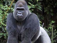 Gorilla image