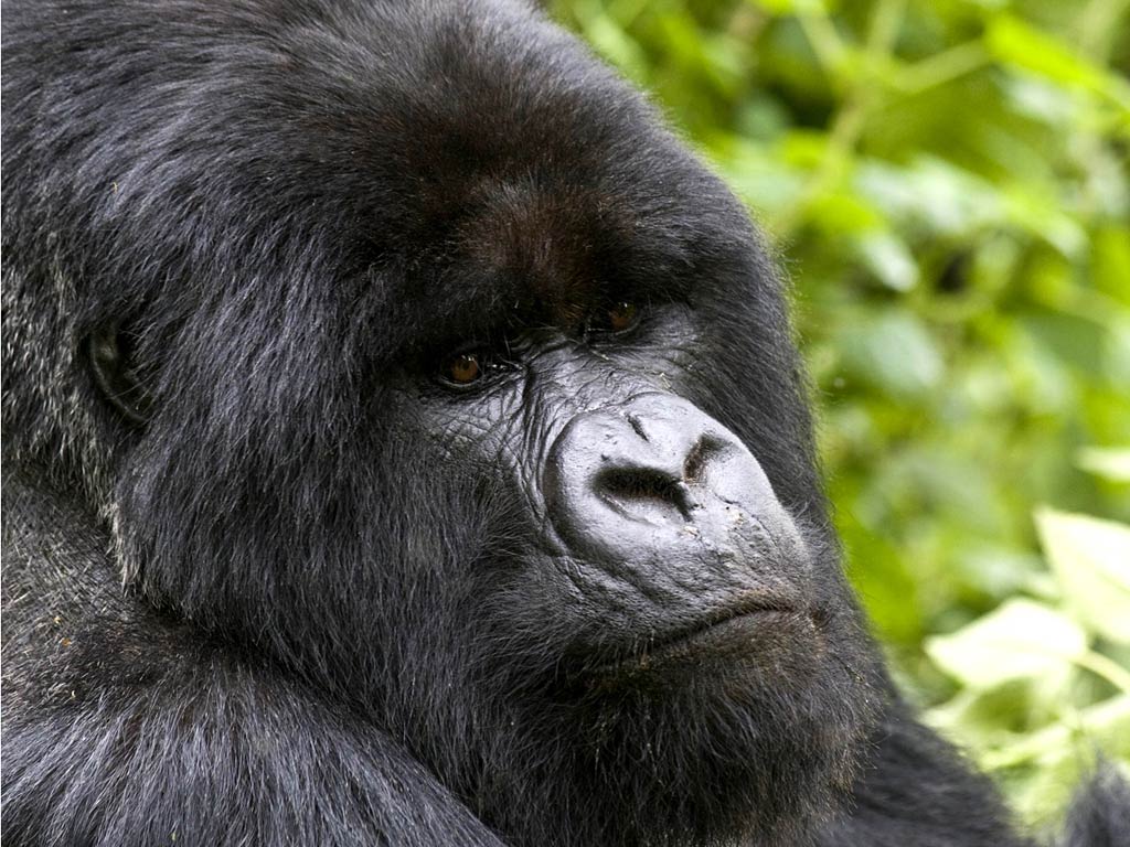 free Gorilla wallpaper wallpapers download