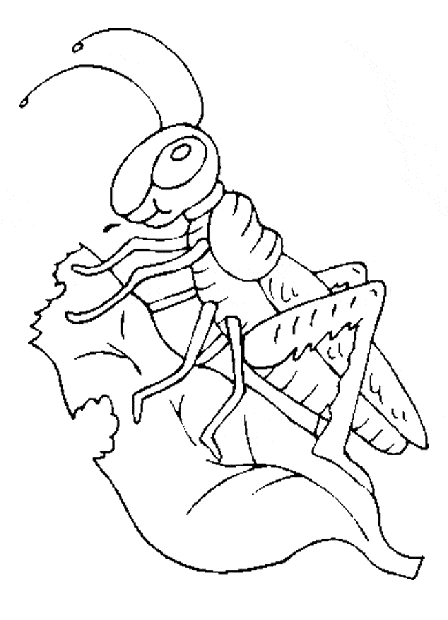 Printable Grasshopper Coloring Page