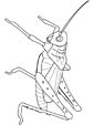 Grasshopper coloring page
