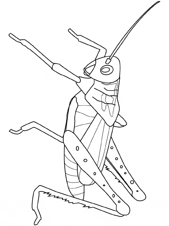 Grasshopper coloring - Free Animal coloring pages sheets Grasshopper