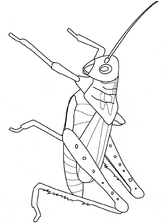 Printable Grasshopper Coloring Page