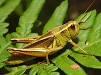 Grasshopper image